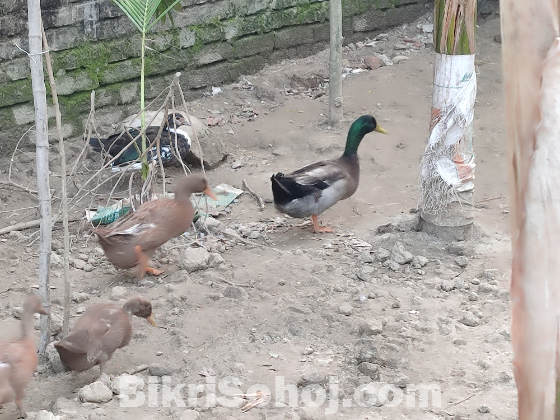 দেশি হাঁস